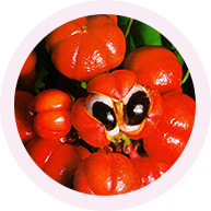 Guarana Meyvesi